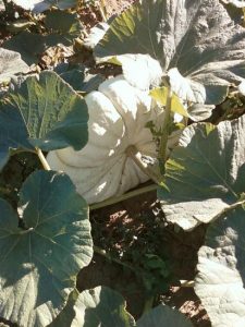 What is that in my garden? Image
